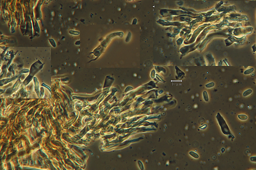 Crustoderma dryinum (Berk. & M.A. Curtis) Parmasto